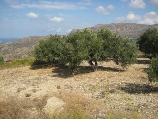 Bald dein-olivenbaum ?