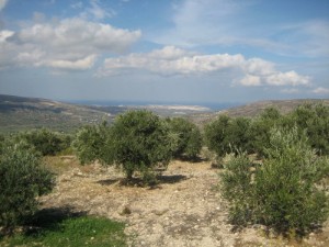 Olivenbaumpatenschaft mit dein-olievanbaum